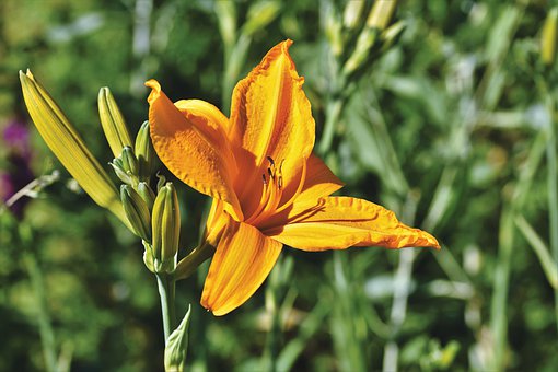 lily-4317763__340.jpg