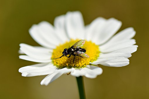 fly-4325723__340.jpg