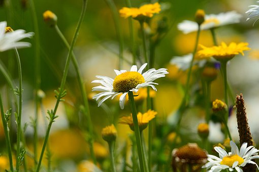 daisy-4325653__340.jpg