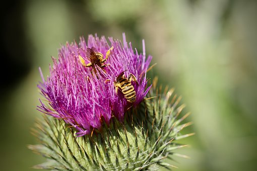 yellow-cohesive-furrow-bee-4322352__340.jpg