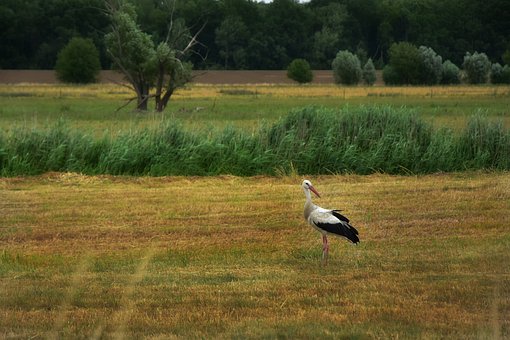 stork-4318178__340.jpg