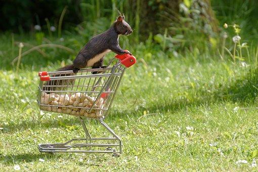 squirrel-4327363__340.jpg