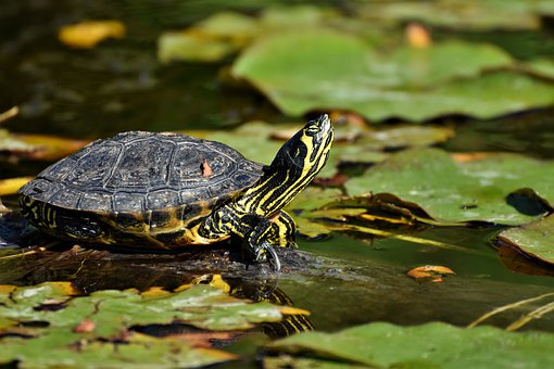 turtles-4312790__340.jpg
