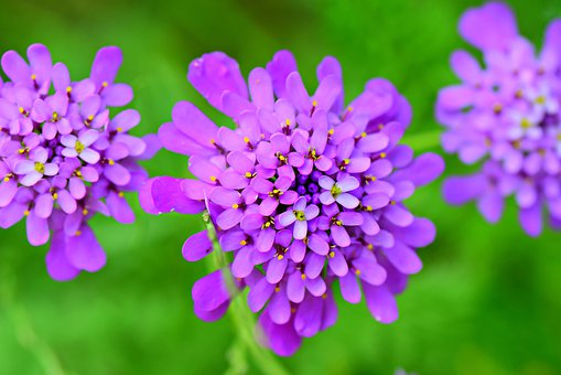 candytuft-4320103__340.jpg