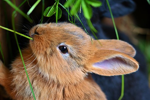 hare-4321913__340.jpg