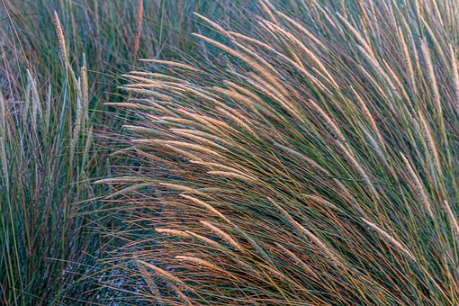 marram-grass-4315443__340.jpg