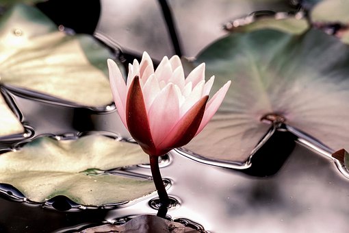 water-lily-4310596__340.jpg