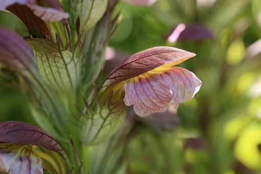 acanthus-spinosus-4327308__340.jpg