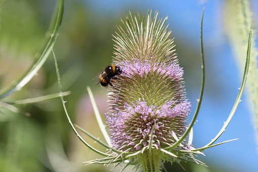 dipsacus-fullonum-4327310__340.jpg