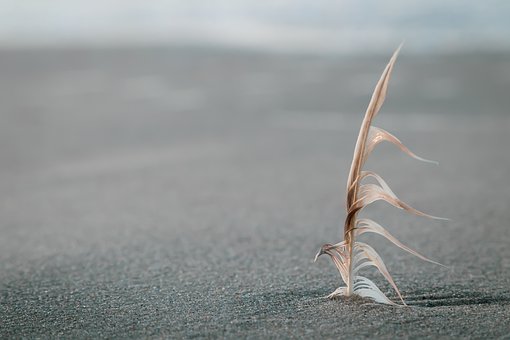 beach-4325620__340.jpg