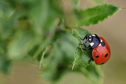 ladybug-4326268__340.jpg