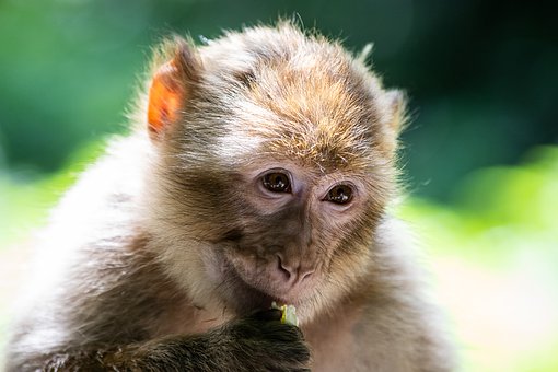 barbary-ape-4329208__340.jpg