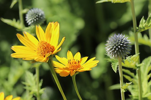 echinops-4322344__340.jpg