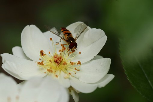 rose-4317039__340.jpg