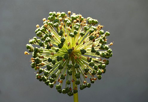leek-4318545__340.jpg