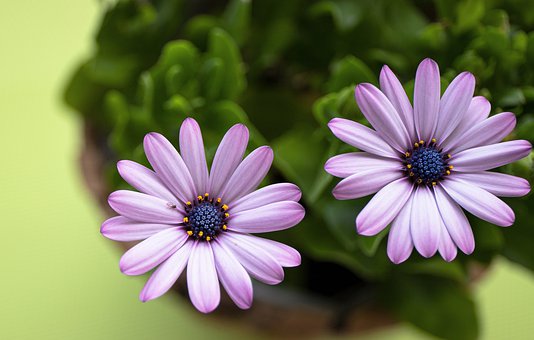 marguerite-4320759__340.jpg