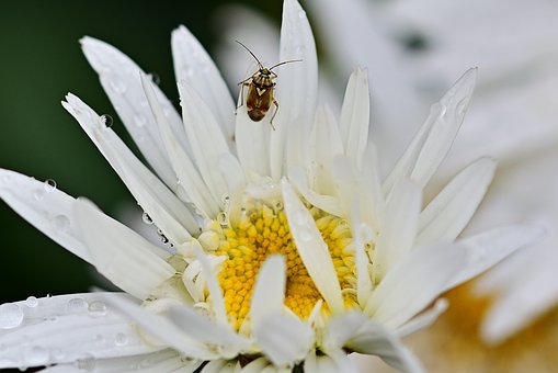 marguerite-4322956__340.jpg