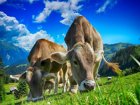 cows-2641195__340.jpg