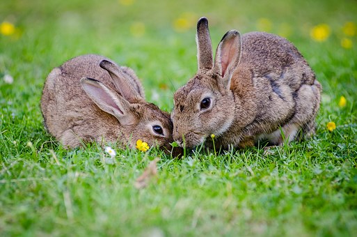 european-rabbits-1006621__340.jpg