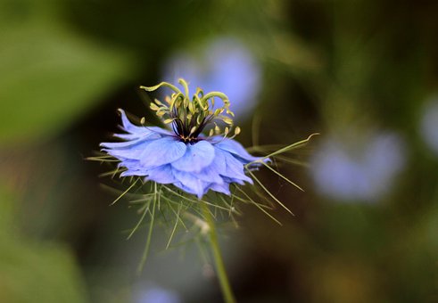 nigella-damascena-4265845__340.jpg