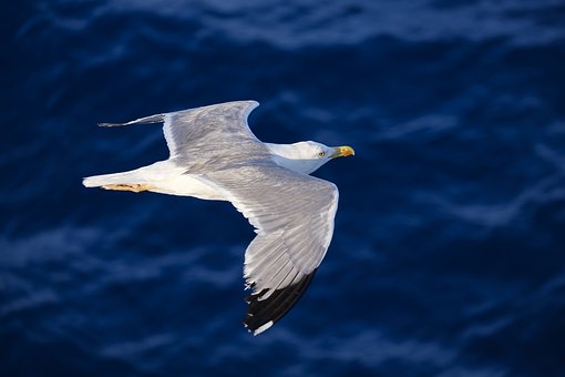 seagull-3491310__340.jpg