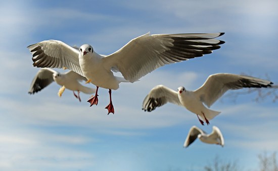 seagull-659344__340.jpg