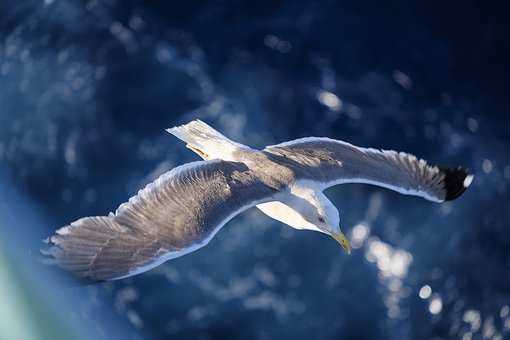 seagull-3491309__340.jpg