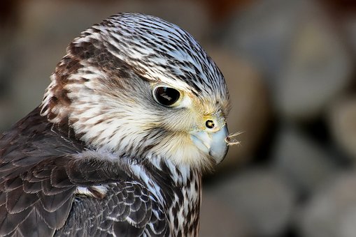 falcon-3376350__340.jpg