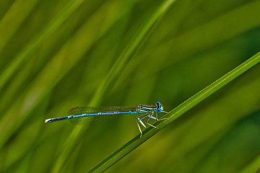 white-legged-damselfly-darter-123741__340.jpg