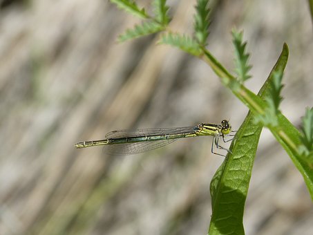 dragonfly-3441486__340.jpg