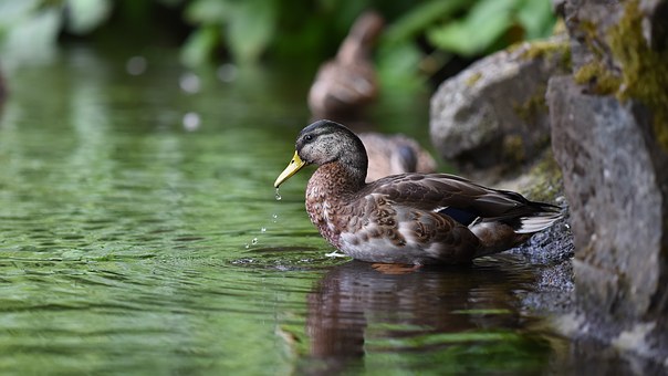 duck-1209548__340.jpg