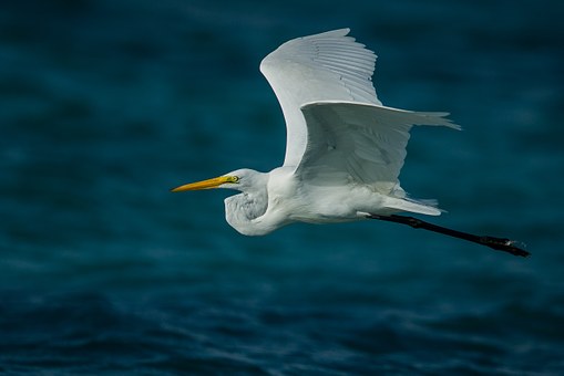 nature-731367__340.jpg
