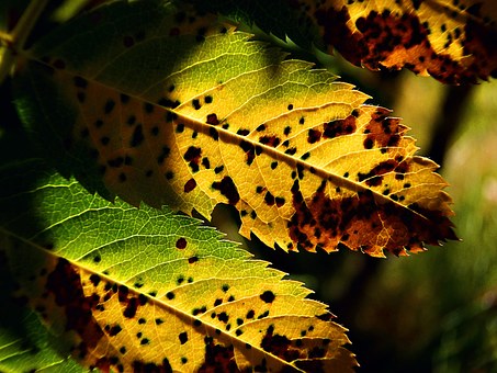 fall-56933__340.jpg