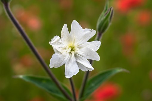 campion-4306444__340.jpg