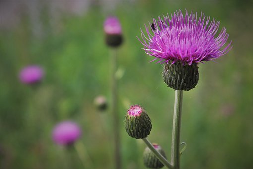 violet-4348513__340.jpg