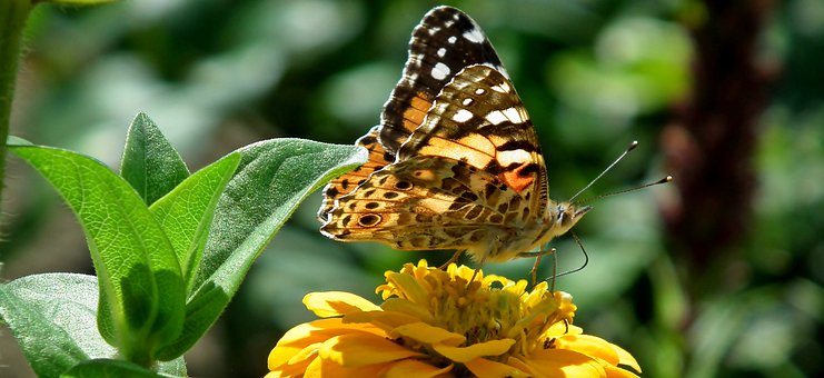 butterfly-4342434__340.jpg