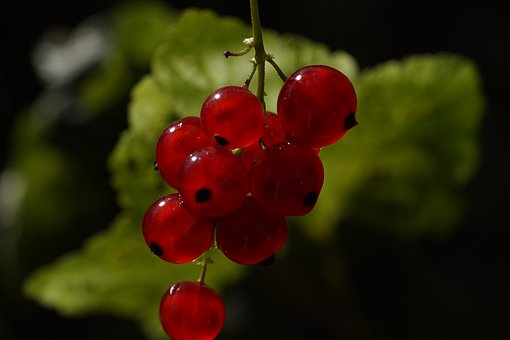 red-currant-4340354__340.jpg