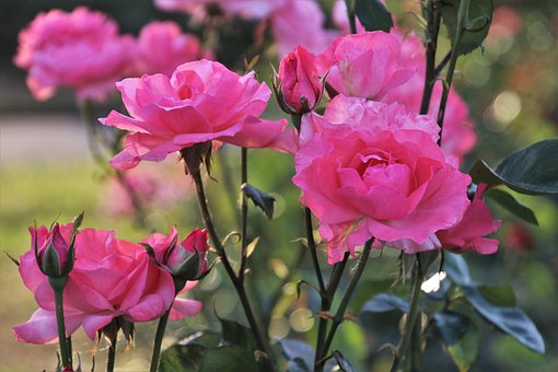 pink-4314966__340.jpg