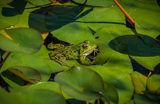pond-4336941__340.jpg