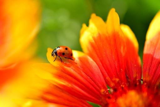 ladybug-4344164__340.jpg