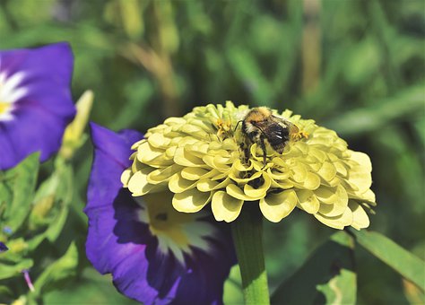 bee-4350878__340.jpg