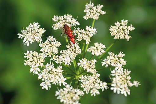 meadow-hogweed-4358378__340.jpg