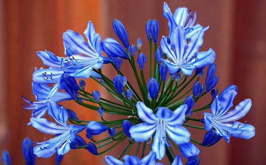 agapanthus-4357425__340.jpg