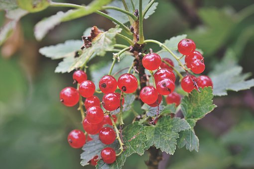 currants-4354539__340.jpg