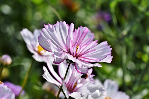 cosmea-4360794__340.jpg