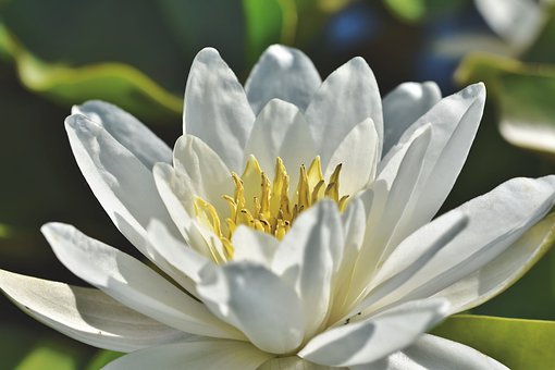 water-lily-4354019__340.jpg