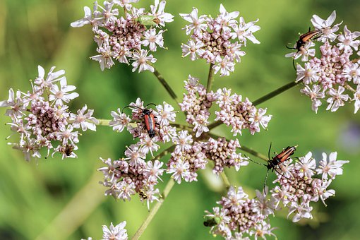 meadow-hogweed-4358375__340.jpg
