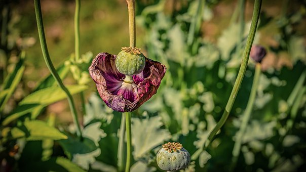 poppy-4352953__340.jpg