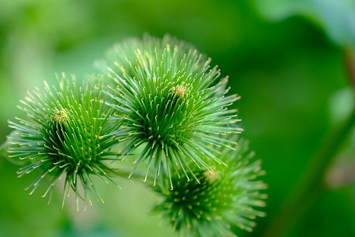burdock-4354396__340.jpg