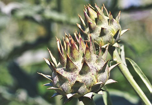 artichoke-4354010__340.jpg